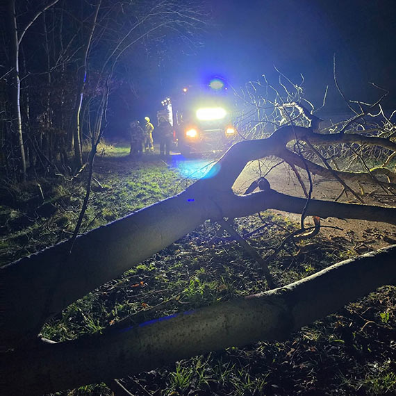 Bobry podcięły drzewo. Strażacy z OSP Kołczewo usuwali zagrożenie o świcie