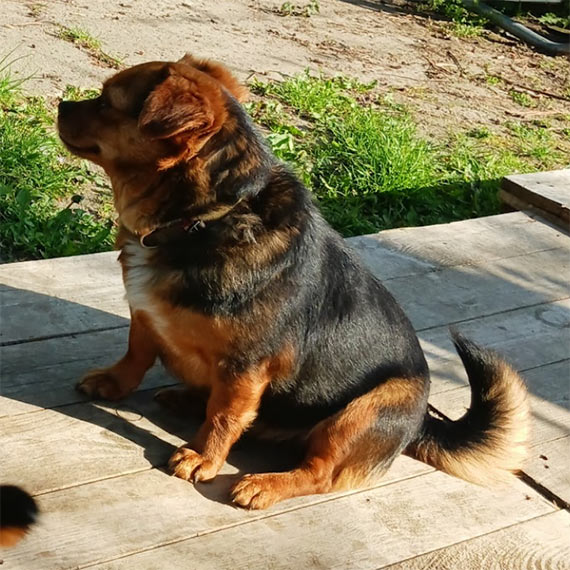 Zaginęła suczka Lila. Ostatni raz widziana w Domysłowie