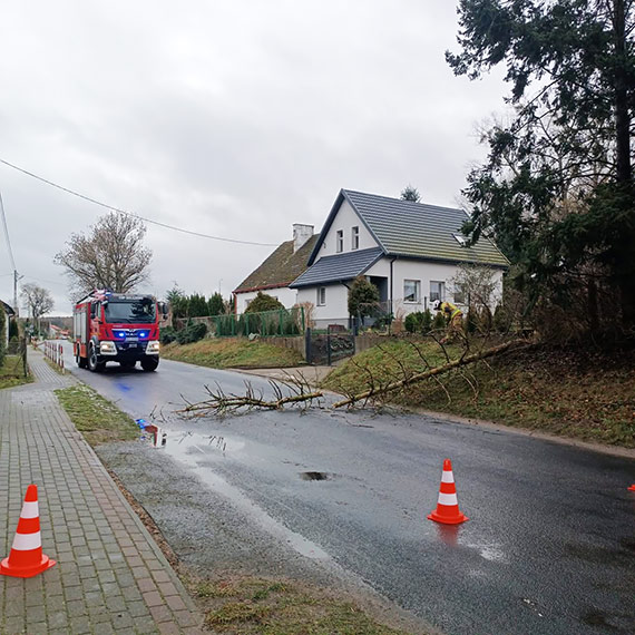 Powalone drzewa po nocnym wietrze. Dwie interwencje strażaków z OSP Golczewo