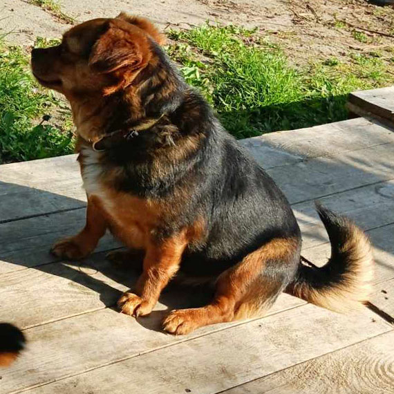 Lila wci�� si� nie znalaz�a. Min�o ponad 17 dni od zagini�cia suczki