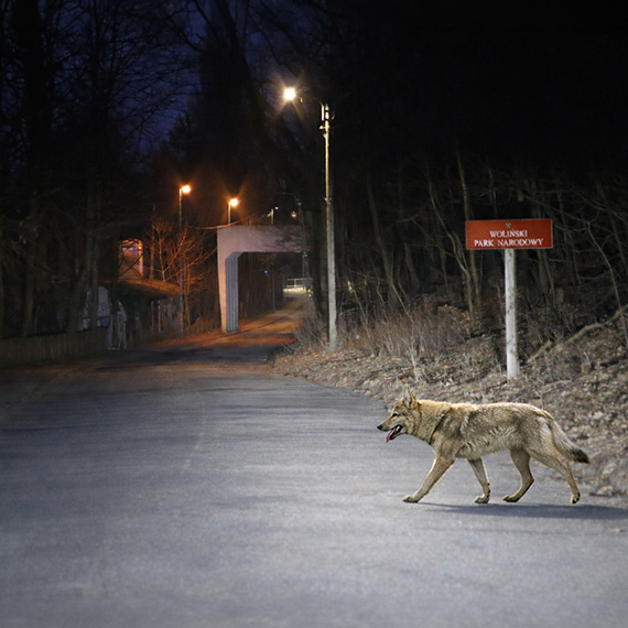 Wilk między Lubiniem a Wapnicą. Mieszkanka zobaczyła drapieżnika na drodze