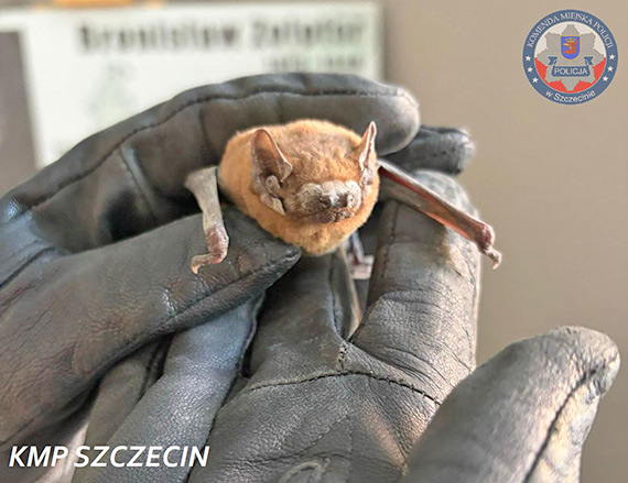 Nietypowa pomoc w drodze na s�u�b�. Policjant uratowa� ma�ego nietoperza