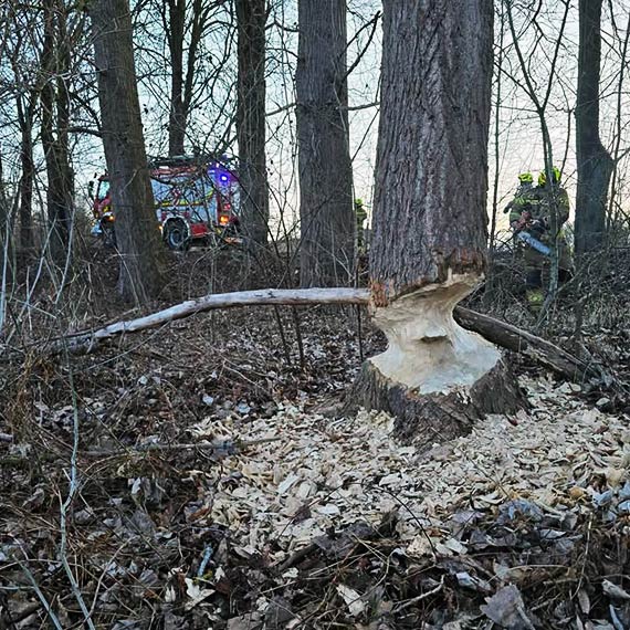 Bobry podci�y drzewa. Stra�acy ruszyli do akcji przy drodze