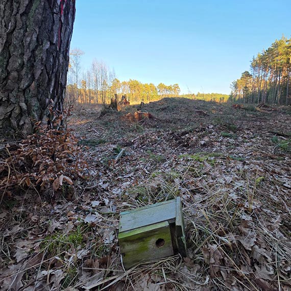 Las znika w oczach. Mieszkańcy Warszowa: „To już nie jest inwestycja, to jest dewastacja”
