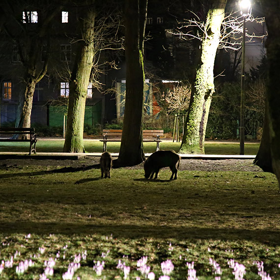 Dziki zniszczy�y krokusy. Nocna wizyta przy si�owni w Mi�dzyzdrojach