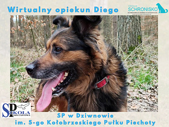 Szkoła w Dziwnowie adoptowała Diego. Teraz szuka dla niego prawdziwego domu