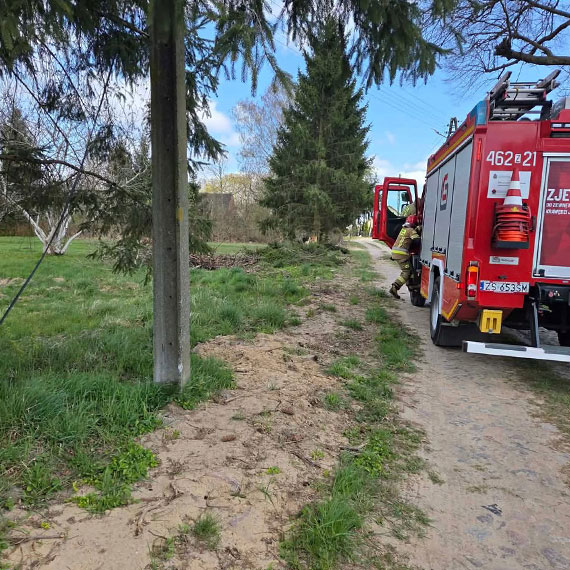 Powalone drzewo w Dusinie. Interweniowali stra�acy z OSP Jarszewo