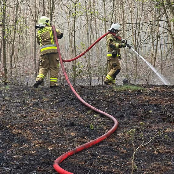 Po�ar lasu w Skoszewie. Stra�acy walczyli z ogniem przez ponad cztery godziny