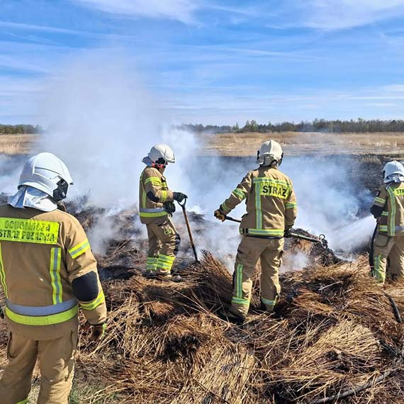 Po�ar trzcin w �wi�tou�ciu. Stra�acy opanowali ogie� w trudnych warunkach